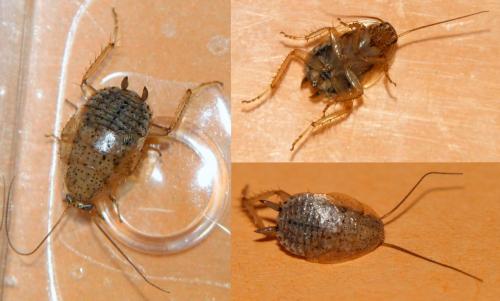 Réf. 246 743 : Ectobius pallidus